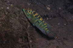 Rocio octofasciata