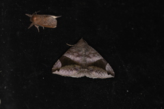 Bastilla amygdalis