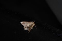 Chiasmia monticolaria