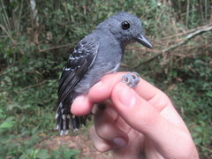 Willisornis poecilinotus