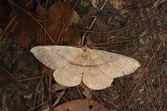 Chorodna ochreimacula