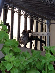 Thamnophilus doliatus
