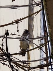 Thamnophilus doliatus