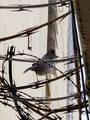 Thamnophilus doliatus