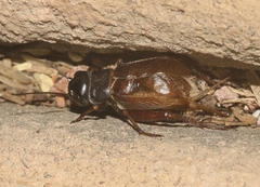 Gryllus regularis