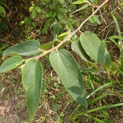 Trema tomentosa