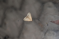 Simplicia mistacalis