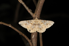 Racotis boarmiaria