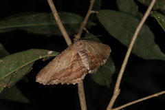 Chorodna strixaria