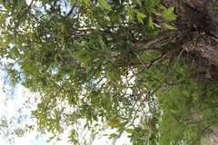 Forchhammeria trifoliata