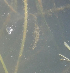 Hippocampus capensis