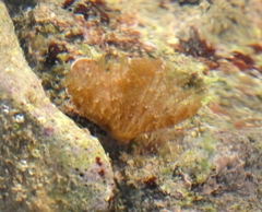 Branchiomma bairdi