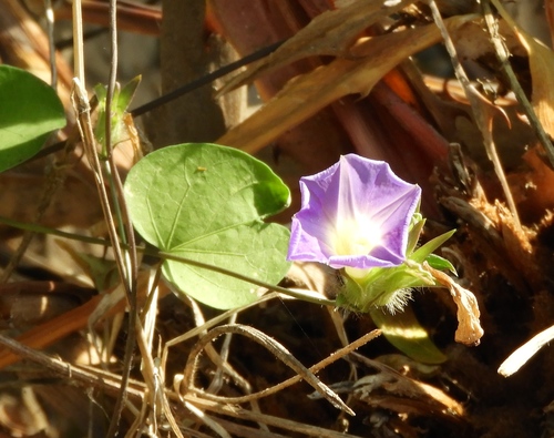 Image of Ipomoea meyeri by (c) Francisco Farriols Sarabia, some rights reserved (CC BY)