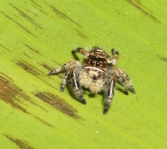 Phidippus maddisoni