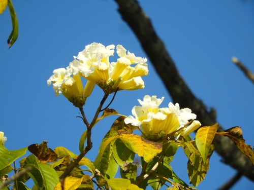 Handroanthus impetiginosum