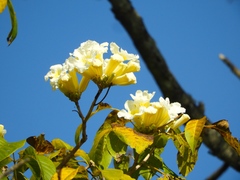 Handroanthus impetiginosum