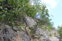 Forchhammeria trifoliata