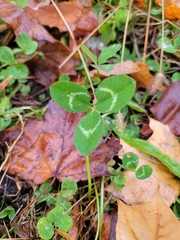 Trifolium repens