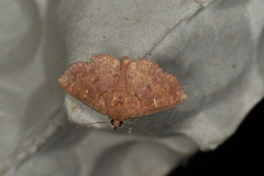 Sarobides inconclusa