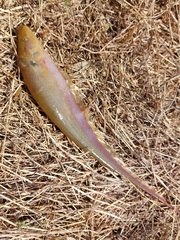Sternopygus macrurus