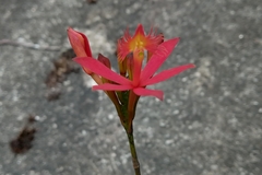 Epidendrum cinnabarinum
