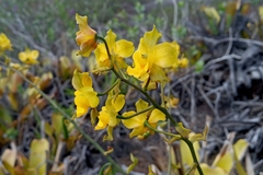 Cyrtopodium flavum