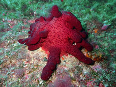 Alcyonium acaule