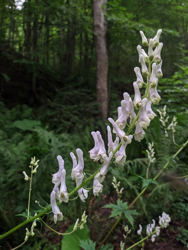 Eastern Monkshood
