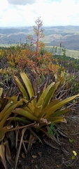Aechmea leptantha