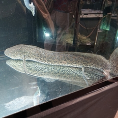 Protopterus aethiopicus