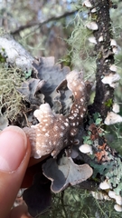 Lobaria hallii