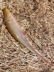 Sternopygus macrurus