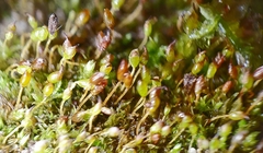 Tortula protobryoides