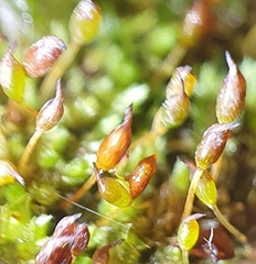 Tortula protobryoides