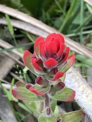 Castilleja arvensis pastorei