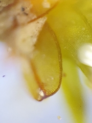 Tortula protobryoides