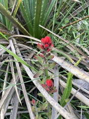 Castilleja arvensis pastorei
