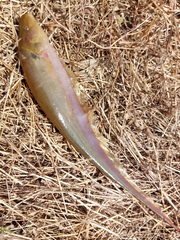 Sternopygus macrurus