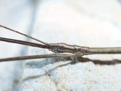 Pseudosermyle strigata