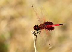 Tramea transmarina