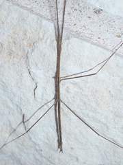 Pseudosermyle strigata