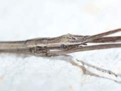 Pseudosermyle strigata