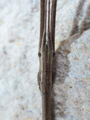 Pseudosermyle strigata