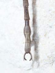 Pseudosermyle strigata