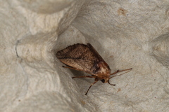 Hyphorma