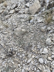 Acleisanthes angustifolia