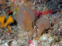 Aplidium punctum