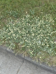 Pfaffia gnaphalioides