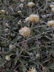 Pfaffia gnaphalioides