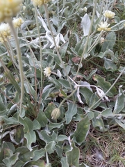 Pfaffia gnaphalioides